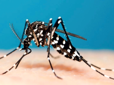 mosquito dengue 1000